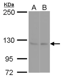 Anti-SEC23IP antibody used in Western Blot (WB). GTX115597
