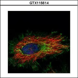 Anti-KLHL2 antibody used in Immunocytochemistry/ Immunofluorescence (ICC/IF). GTX115614