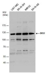 Anti-DIS3 antibody used in Western Blot (WB). GTX115645