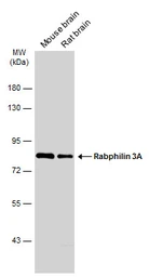 Anti-Rabphilin 3A antibody used in Western Blot (WB). GTX115646