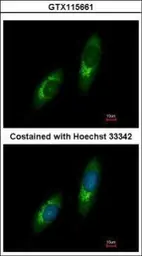 Anti-USP33 antibody [C1C3] used in Immunocytochemistry/ Immunofluorescence (ICC/IF). GTX115661