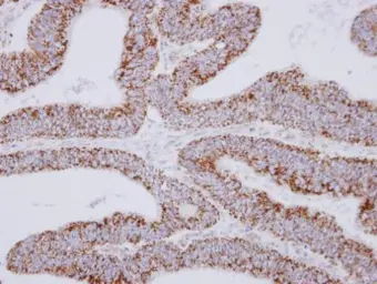 Anti-MRPS27 antibody used in IHC (Paraffin sections) (IHC-P). GTX115668