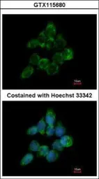 Anti-ETEA antibody [N3C3] used in Immunocytochemistry/ Immunofluorescence (ICC/IF). GTX115680
