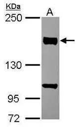 Anti-CLASP1 antibody used in Western Blot (WB). GTX115695