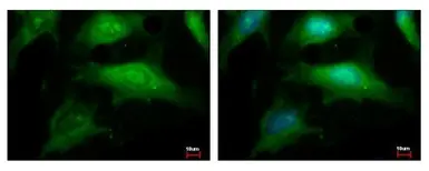 Anti-BRRN1 antibody [N1N2], N-term used in Immunocytochemistry/ Immunofluorescence (ICC/IF). GTX115699