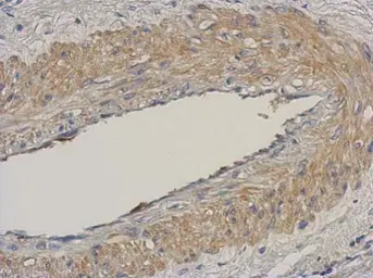 Anti-BRRN1 antibody [N1N2], N-term used in IHC (Paraffin sections) (IHC-P). GTX115699