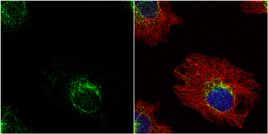 Anti-ETHE1 antibody used in Immunocytochemistry/ Immunofluorescence (ICC/IF). GTX115707