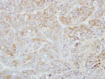 Anti-ETHE1 antibody used in IHC (Paraffin sections) (IHC-P). GTX115707