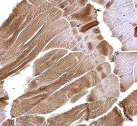 Anti-ISCU antibody [N1C3] used in IHC (Paraffin sections) (IHC-P). GTX115709