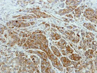 Anti-ISCU antibody [N1C3] used in IHC (Paraffin sections) (IHC-P). GTX115709