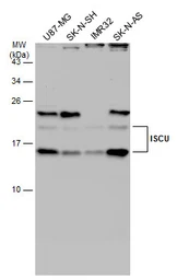 Anti-ISCU antibody [N1C3] used in Western Blot (WB). GTX115709