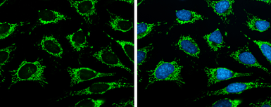 Anti-ISCU antibody [N1C3] used in Immunocytochemistry/ Immunofluorescence (ICC/IF). GTX115709