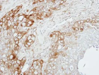 Anti-ZNF346 antibody [N2C3] used in IHC (Paraffin sections) (IHC-P). GTX115719