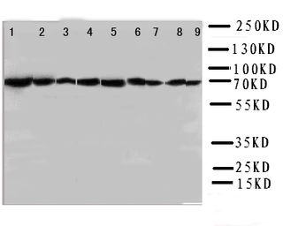 Anti-Hsp70 antibody used in Western Blot (WB). GTX11573