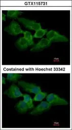 Anti-MKRN2 antibody used in Immunocytochemistry/ Immunofluorescence (ICC/IF). GTX115731