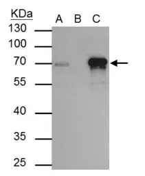 Anti-TRIM29 antibody [C1C3] used in Immunoprecipitation (IP). GTX115749