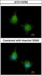 Anti-EML2 antibody [N2C2], Internal used in Immunocytochemistry/ Immunofluorescence (ICC/IF). GTX115762