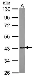 Anti-EML2 antibody [N2C2], Internal used in Western Blot (WB). GTX115762