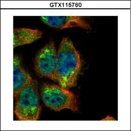 Anti-SH2B antibody used in Immunocytochemistry/ Immunofluorescence (ICC/IF). GTX115780