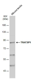 Anti-TRAF3IP1 antibody [N1N2], N-term used in Western Blot (WB). GTX115798