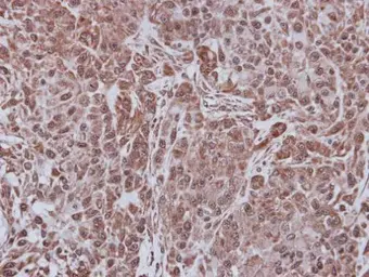 Anti-FBL4 antibody [C1C3] used in IHC (Paraffin sections) (IHC-P). GTX115808