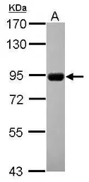 Anti-Cyclin M4 antibody [C2C3], C-term used in Western Blot (WB). GTX115824