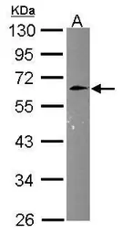 Anti-Cyclin M3 antibody [C1C3] used in Western Blot (WB). GTX115825