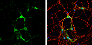Anti-STAU2 antibody used in Immunocytochemistry/ Immunofluorescence (ICC/IF). GTX115836