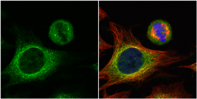 Anti-HOOK2 antibody used in Immunocytochemistry/ Immunofluorescence (ICC/IF). GTX115898