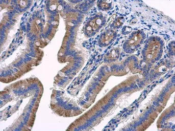 Anti-HOOK2 antibody used in IHC (Paraffin sections) (IHC-P). GTX115898