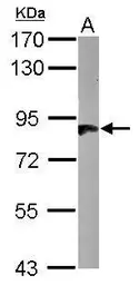 Anti-HOOK2 antibody used in Western Blot (WB). GTX115898
