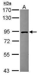 Anti-HOOK2 antibody used in Western Blot (WB). GTX115898