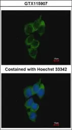 Anti-NRBP1 antibody [N1C1] used in Immunocytochemistry/ Immunofluorescence (ICC/IF). GTX115907