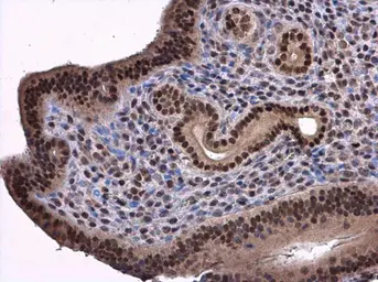 Anti-ANP32A antibody [N1C2] used in IHC (Paraffin sections) (IHC-P). GTX115933
