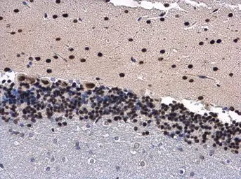 Anti-ANP32A antibody [N1C2] used in IHC (Paraffin sections) (IHC-P). GTX115933