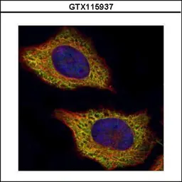 Anti-VPS28 antibody used in Immunocytochemistry/ Immunofluorescence (ICC/IF). GTX115937