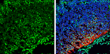 Anti-QKI antibody [N2C3] used in IHC (Frozen sections) (IHC-Fr). GTX115969