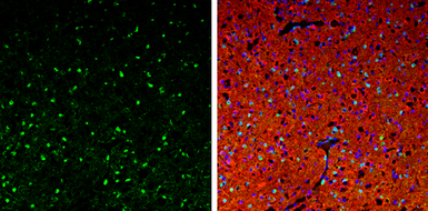 Anti-QKI antibody [N2C3] used in IHC (Frozen sections) (IHC-Fr). GTX115969