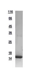 Human POLR1D protein, His tag. GTX115993-pro