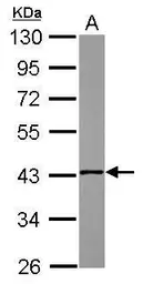Anti-NSDHL antibody used in Western Blot (WB). GTX115995