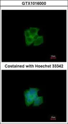 Anti-GAPDHS antibody used in Immunocytochemistry/ Immunofluorescence (ICC/IF). GTX116000