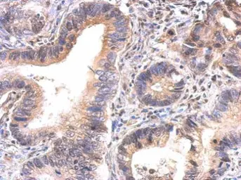 Anti-GAPDHS antibody used in IHC (Paraffin sections) (IHC-P). GTX116000
