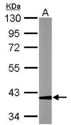 Anti-GAPDHS antibody used in Western Blot (WB). GTX116000