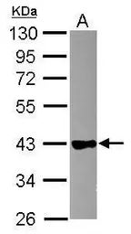Anti-GAPDHS antibody used in Western Blot (WB). GTX116000