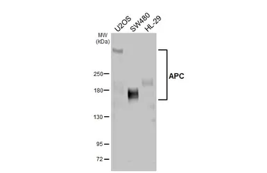 Anti-APC antibody [C3], C-term used in Western Blot (WB). GTX116009