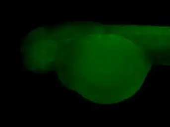 Anti-nm23-H2 antibody used in IHC (Whole mount) (IHC-Wm). GTX116091