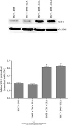 Anti-SDF1 antibody [N1C3] used in Western Blot (WB). GTX116092