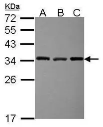 Anti-EXOSC3 antibody used in Western Blot (WB). GTX116123