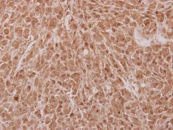 Anti-NOSIP antibody [N1C3] used in IHC (Paraffin sections) (IHC-P). GTX116126