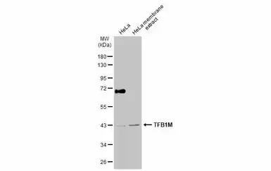 Anti-TFB1M antibody used in Western Blot (WB). GTX116131
